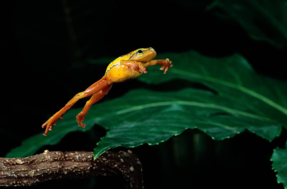 JFrog lands $165M investment as valuation jumps over $1 billion