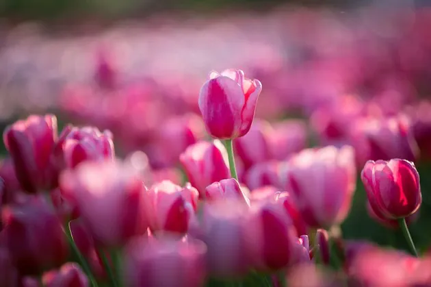 How IOTA optimizes the Kenyan cut flower export